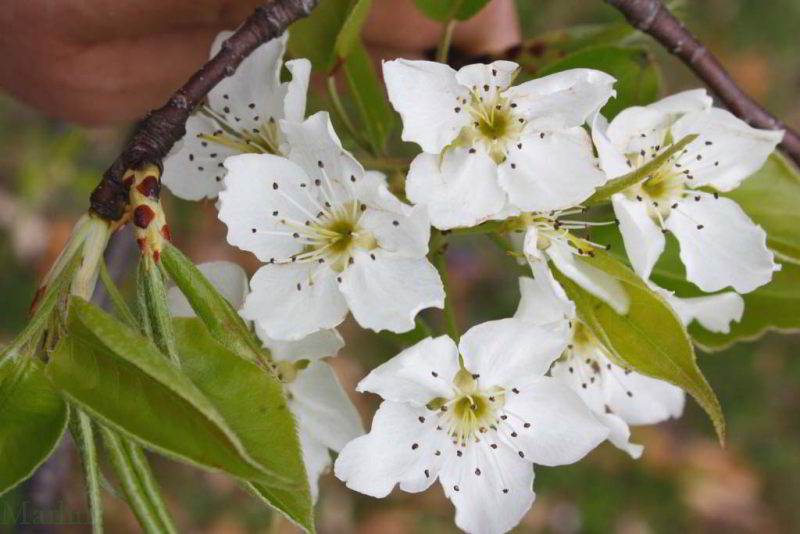 Sand pear blossoms
