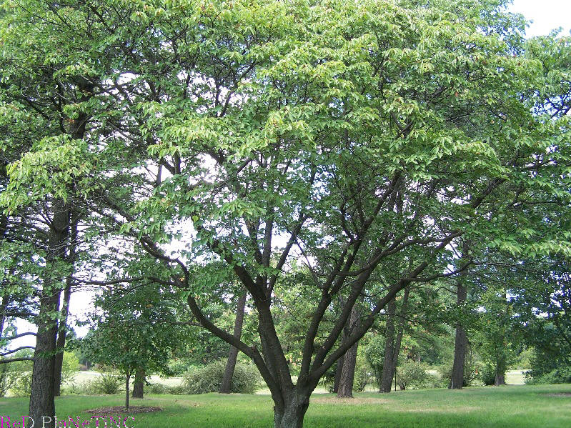 Sargent Cherry Sargent Cherry Tree