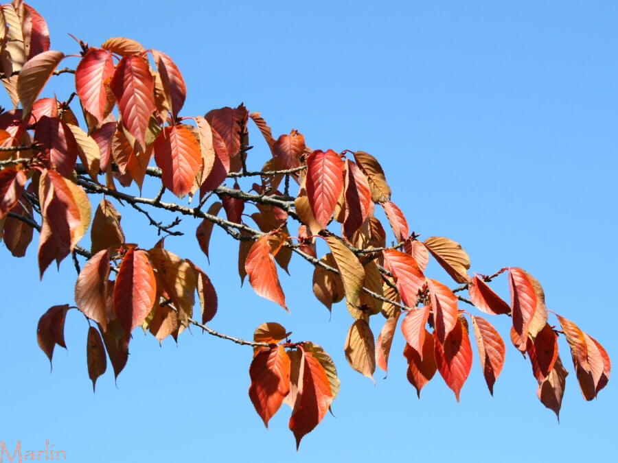 Sargent Cherry Foliage Fall Colors