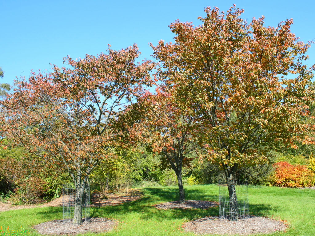 Sargent Cherry Trees