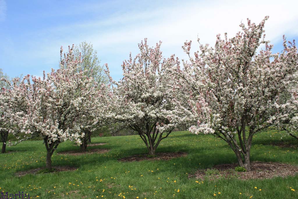 Sentinel Crabapple Habit