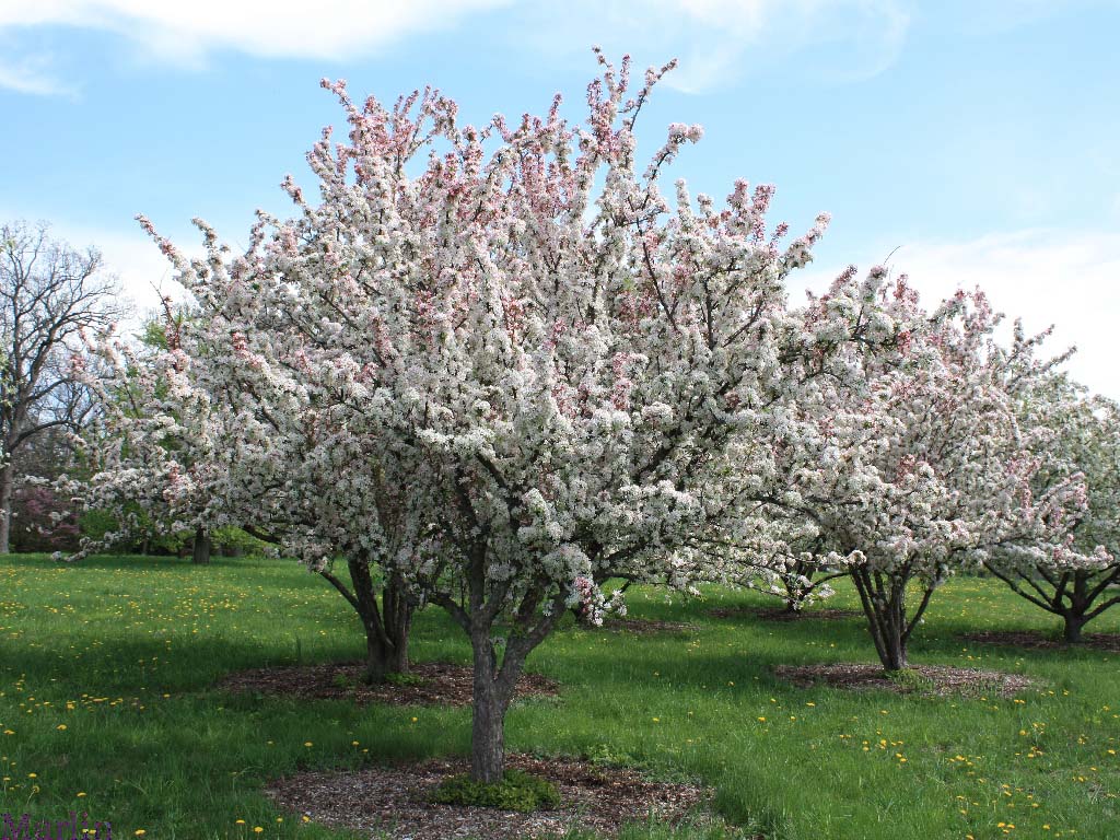 Sentinel Crabapple