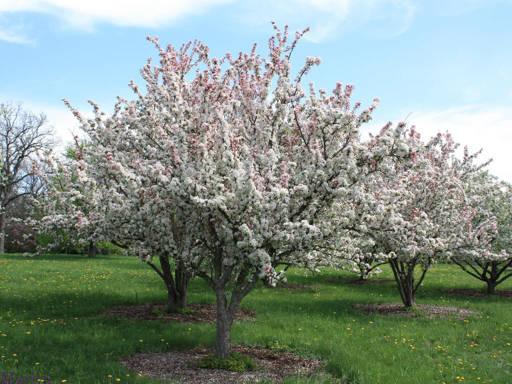 Sentinel Crabapple