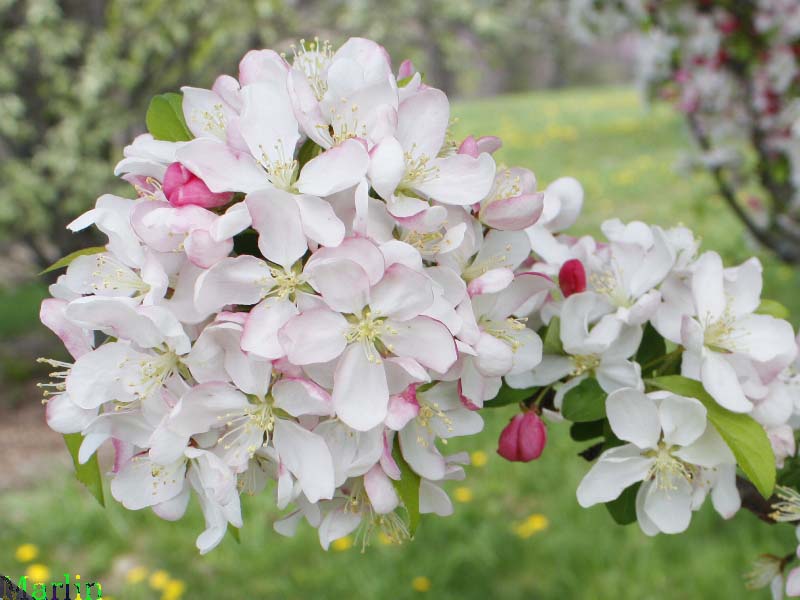Sentinel Crabapple Blossoms