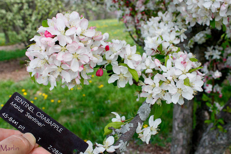 Sentinel™ Crabapple