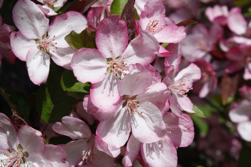 Strawberry Parfait Crabapple