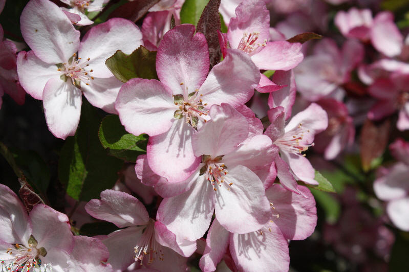 Strawberry Parfait Crabapple