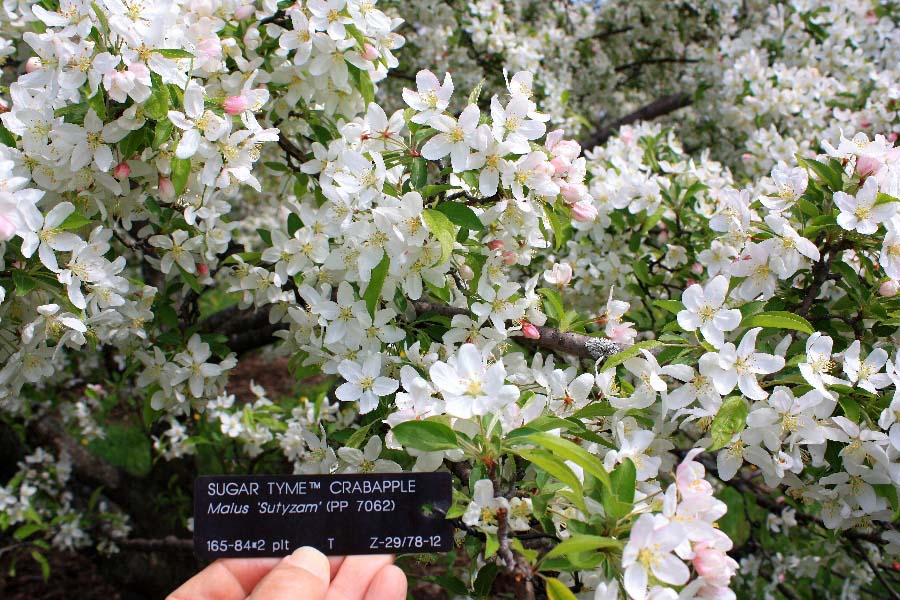 Sugar Tyme™ Crabapple Foliage