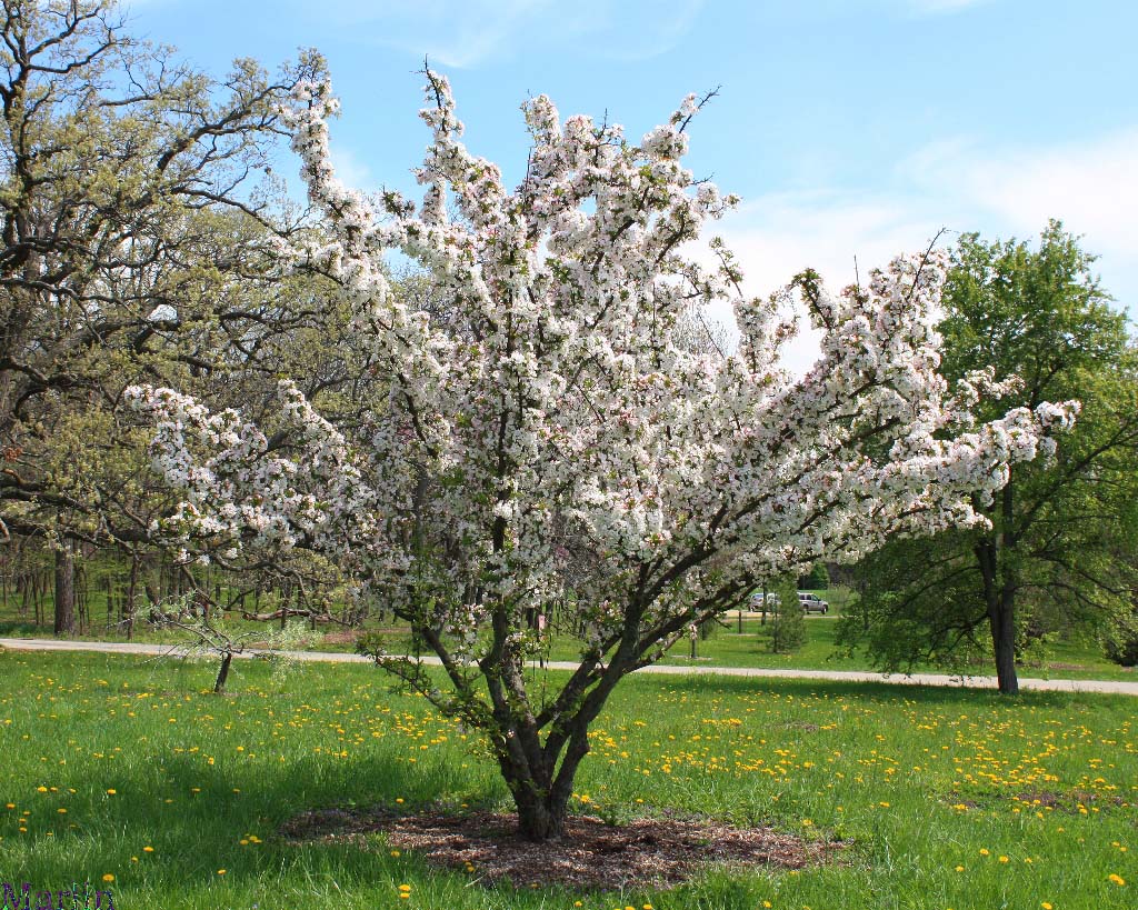 Tea Crabapple Habit