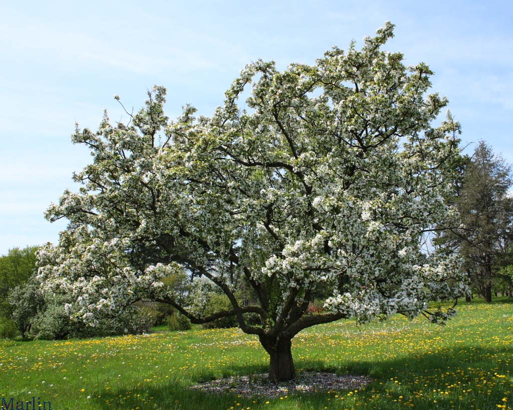 Tea Crabapple - Malus hupehensis