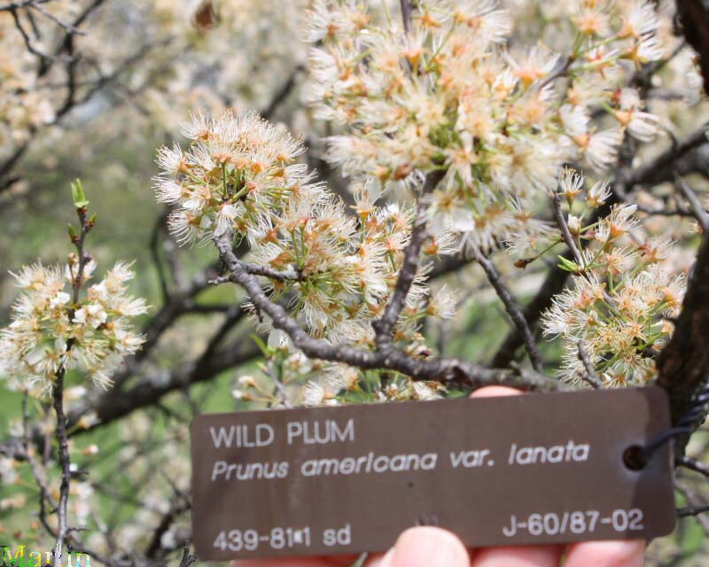 American Plum blossoms