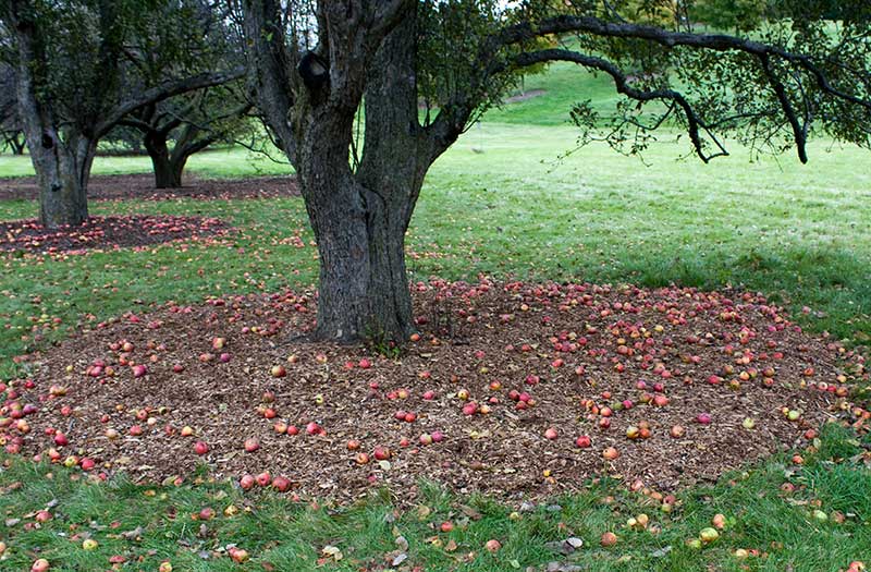 Windthrow apples