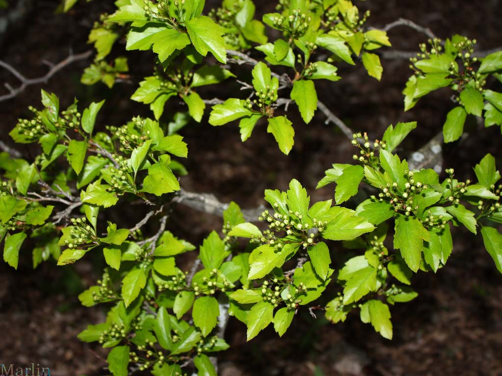 Green Hawthorn