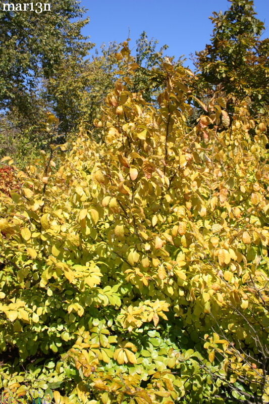 Japanese Orixa - Orixa japonica