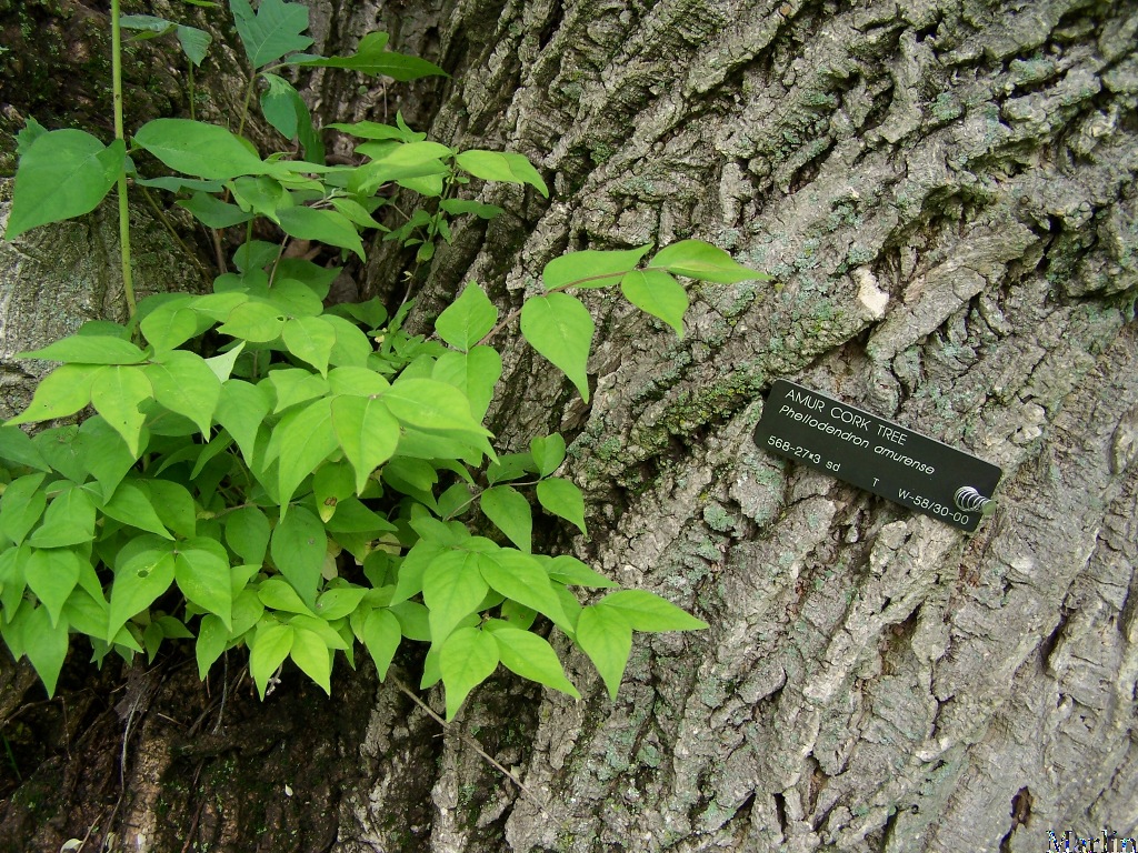 Amur Cork Tree Foliage and Bark