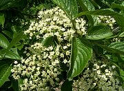 Siebold Viburnum - Viburnum sieboldii