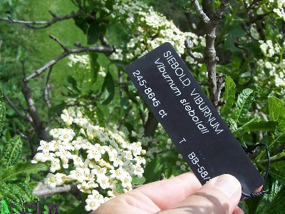 Siebold Viburnum - Viburnum sieboldii