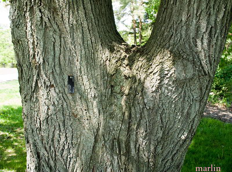 Moltke Linden Bark