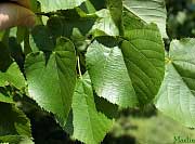 Moltke Linden - Tilia x moltkei