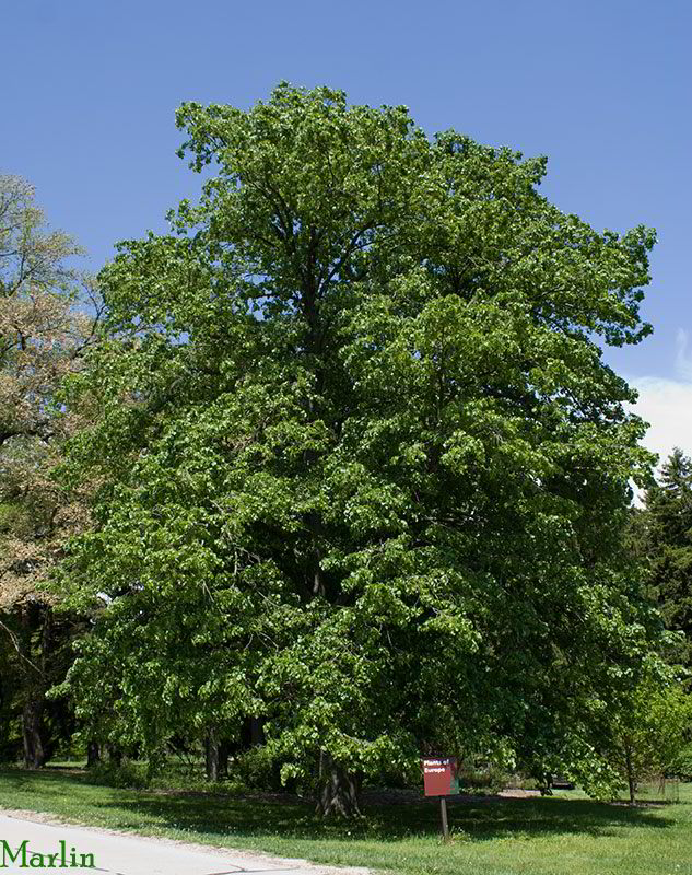 Moltke Linden