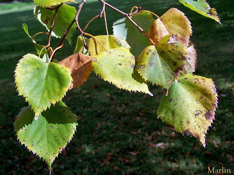 Mongolian Linden fall foliage