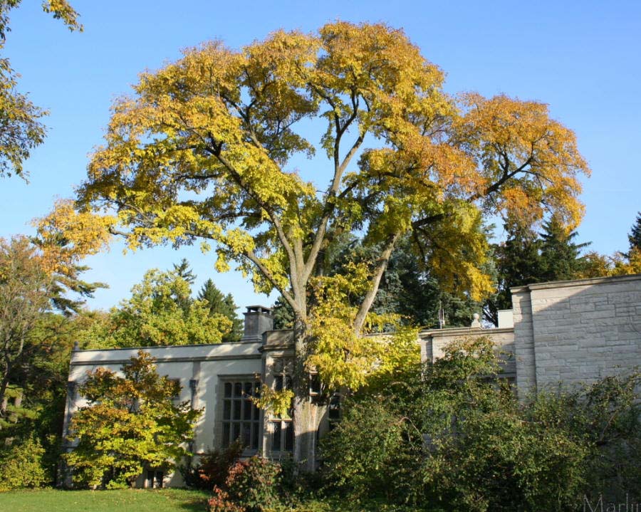 Morton Accolade™ Elm