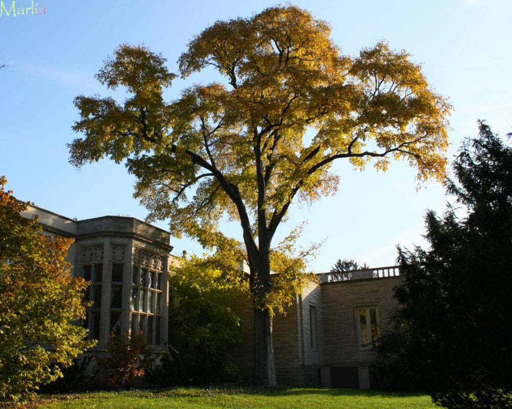 Morton Accolade™ Elm