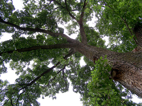 Tree Family Ulmaceae