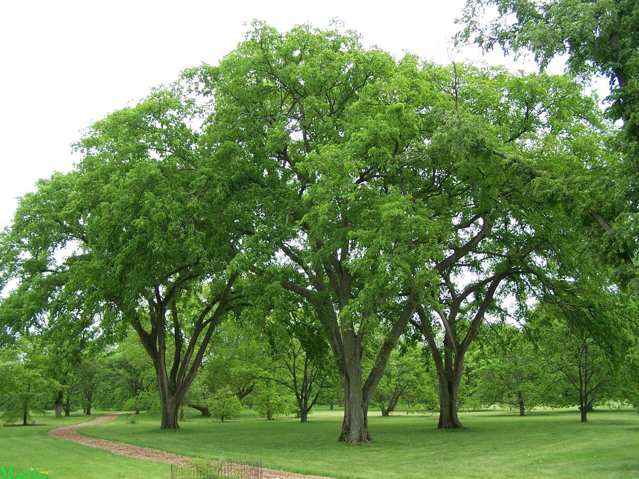 American Elms