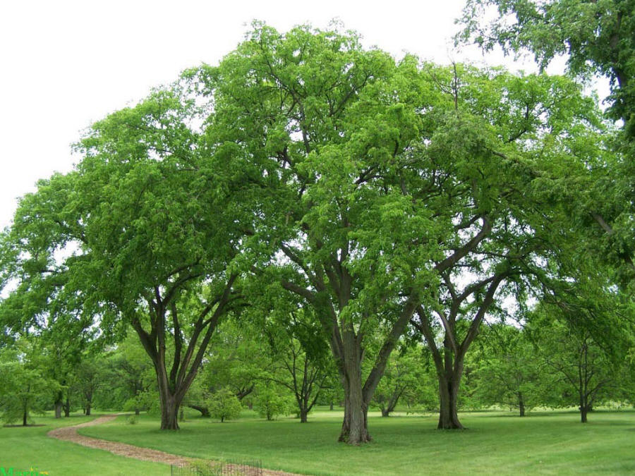 American Elm