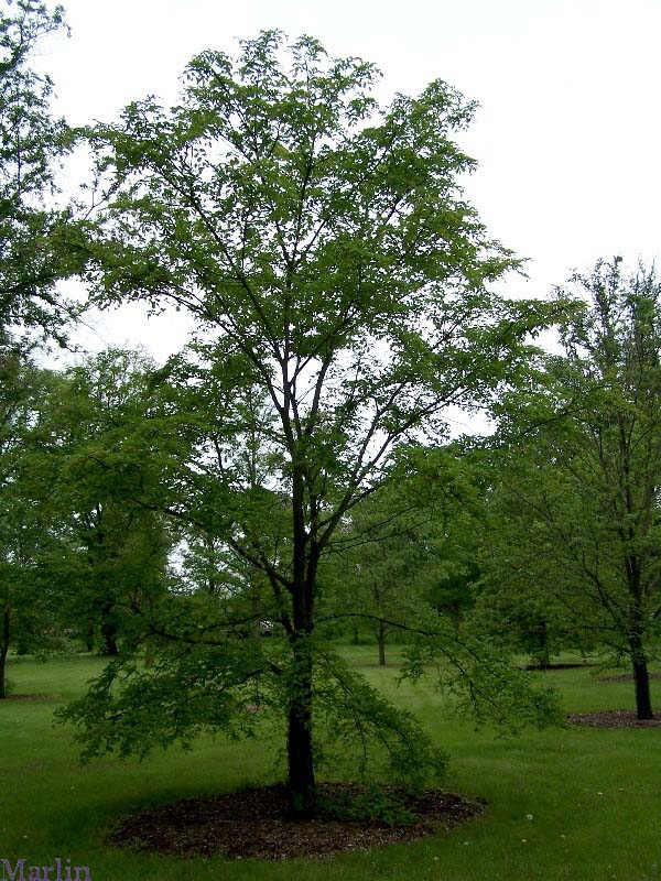 Bergmann's Elm - Ulmus bergmanniana 