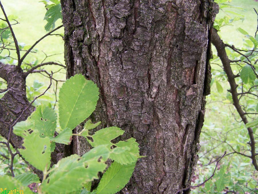 Bergmann's Elm - Ulmus bergmanniana Bergmann's Elm - Ulmus bergmanniana