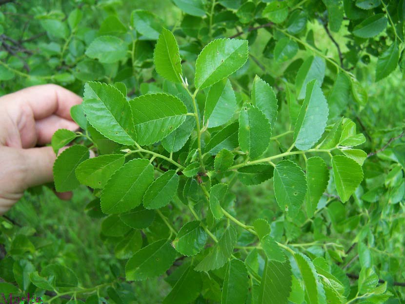 Chinese Elm - Ulmus parvifolia