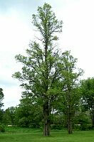 Jersey Elm - Ulmus carpinifolia 'Sarniensis'