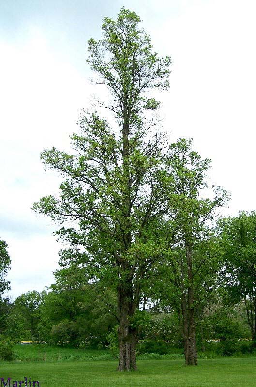 Jersey Elm - Ulmus carpinifolia 'Sarniensis'
