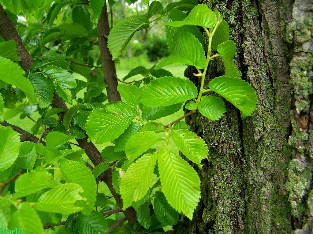 Ulmus carpinifolia foliage