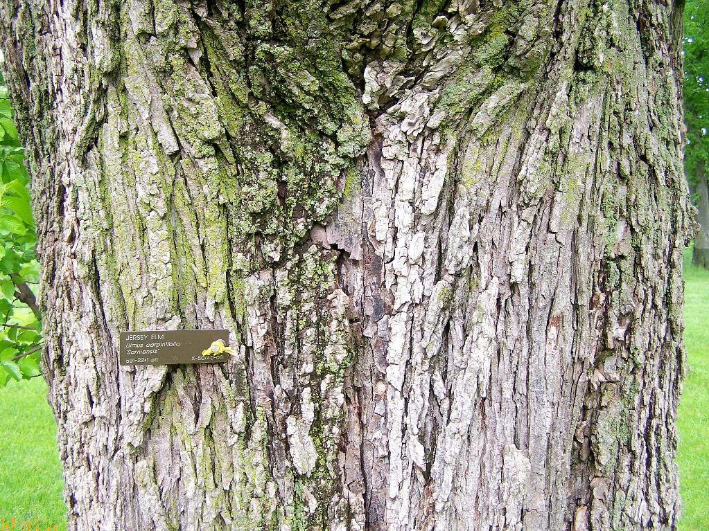 Ulmus carpinifolia bark