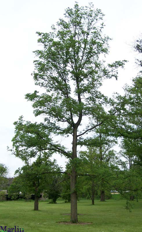 Klemmer Holland Elm