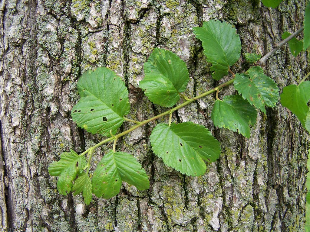 Klemmer Holland Elm Bark and Foliage