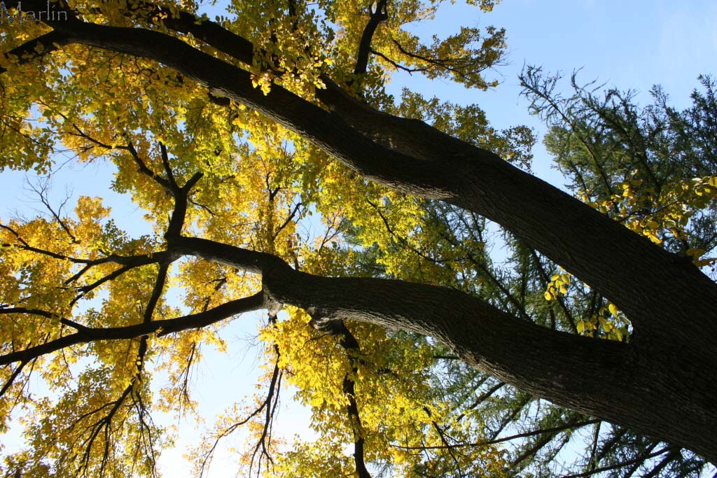 American Elm - Ulmus americanus