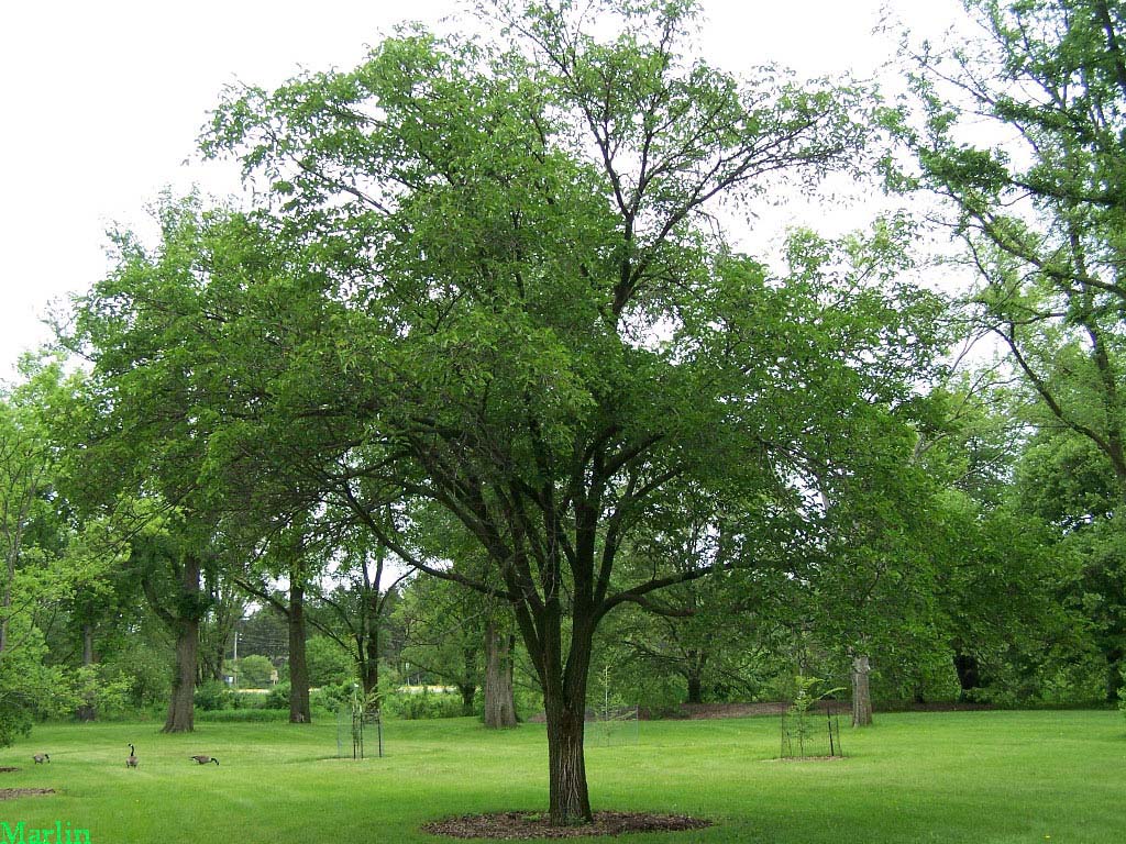 Large-fruited Elm - Ulmus macrocarpa