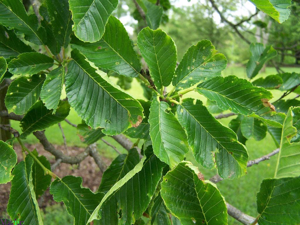 Large-fruited Elm - Ulmus macrocarpa