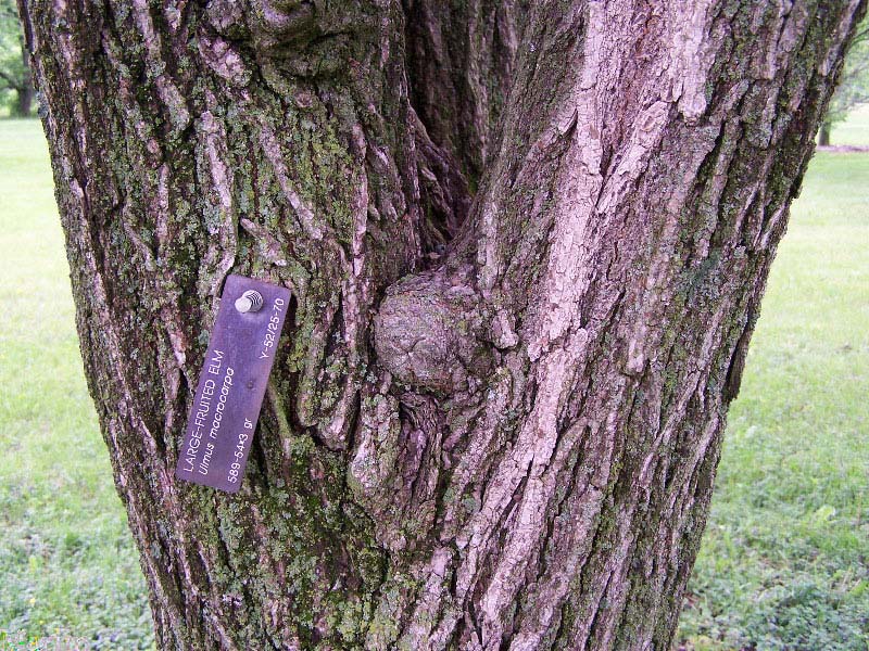 Large-fruited Elm - Ulmus macrocarpa