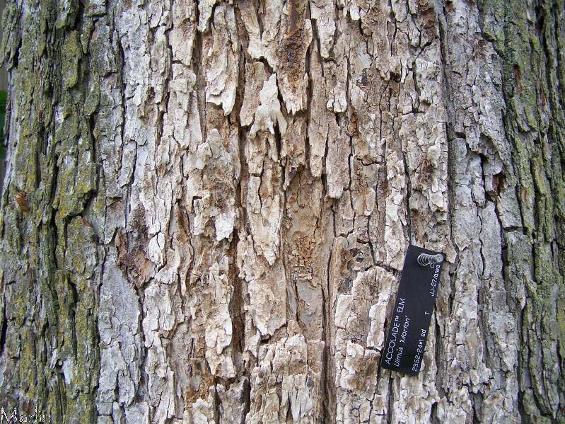 Morton Accolade Elm Bark