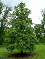Cedar Elm - Ulmus crassifolia