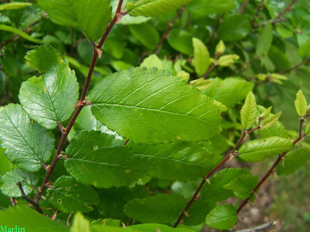 Cedar Elm leaves