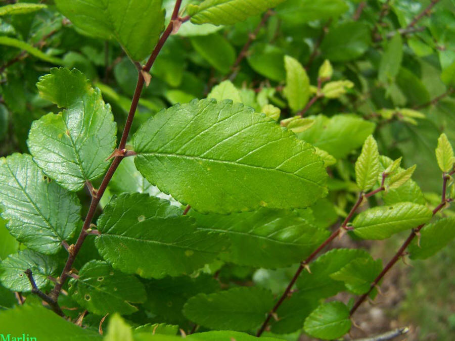 Cedar Elm leaves