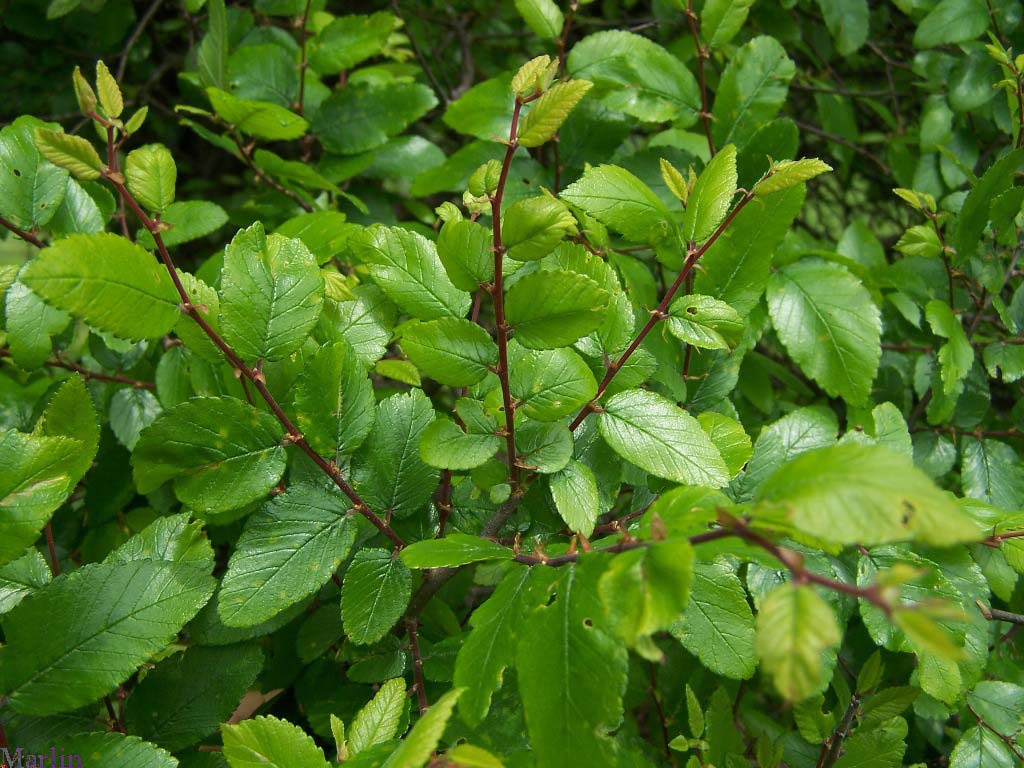 Cedar Elm Foliage