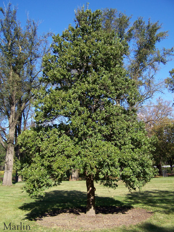 Cedar Elm - Ulmus crassifolia Nutt.