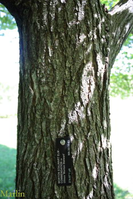 Commendation elm bark